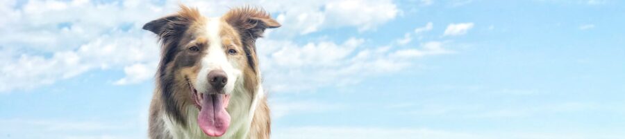 Red merle border collie stands on a concrete wall in a grassy field.