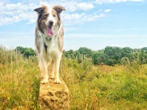 Red merle border collie stands on a concrete wall in a grassy field.