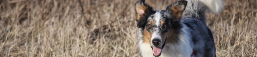 A blue merle dog with tan points runs through the field.