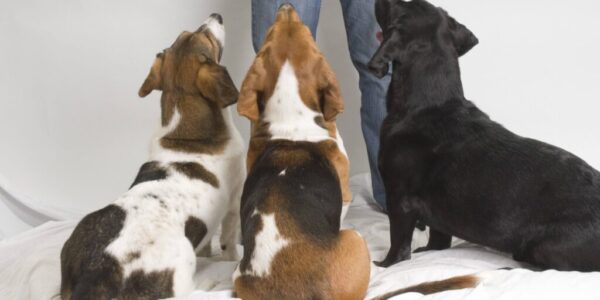 Three basset mixes face away from the camera, looking up. A person's legs are visible behind the dogs.