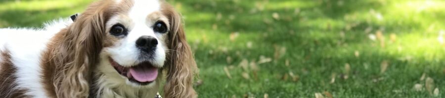 A Cavalier King Charles Spaniel stands on a lawn and looks at the camera.