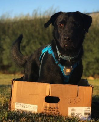 A black dog in a turquoise harness sits in a cardboard box and faces the camera.
