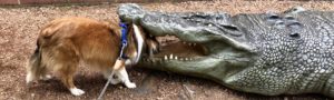 A sheltie sticks their head inside the mouth of an alligator statue.