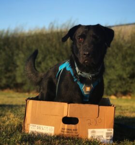 A black dog in a turquoise harness sits in a cardboard box and faces the camera.
