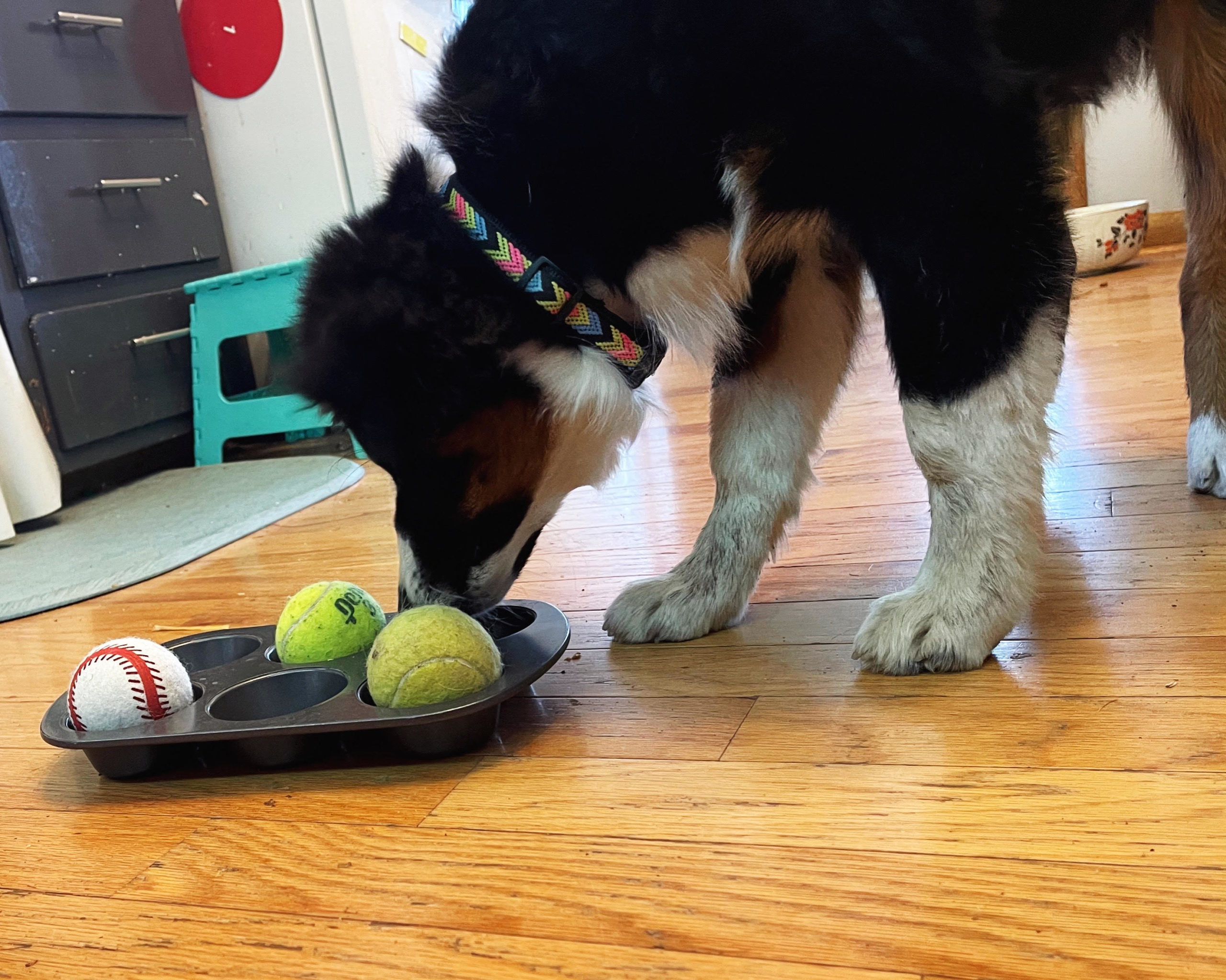 How to make a dog puzzle toy 