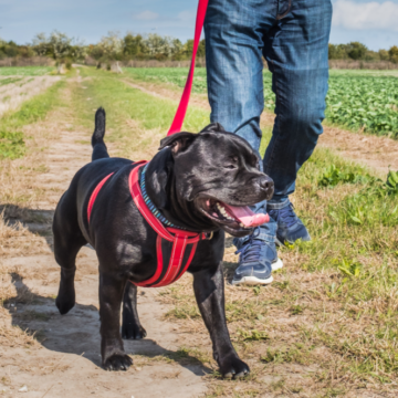 can a dog use a harness for canine good citizen