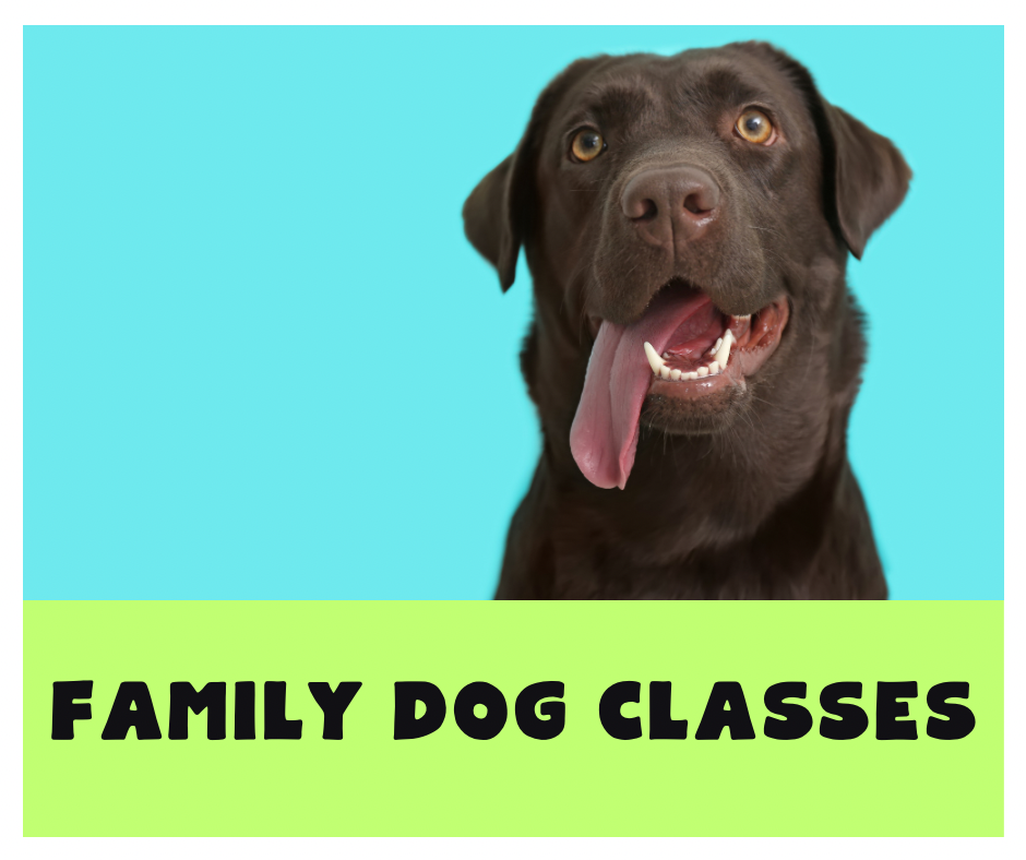 InPerson Classes Busy Dog